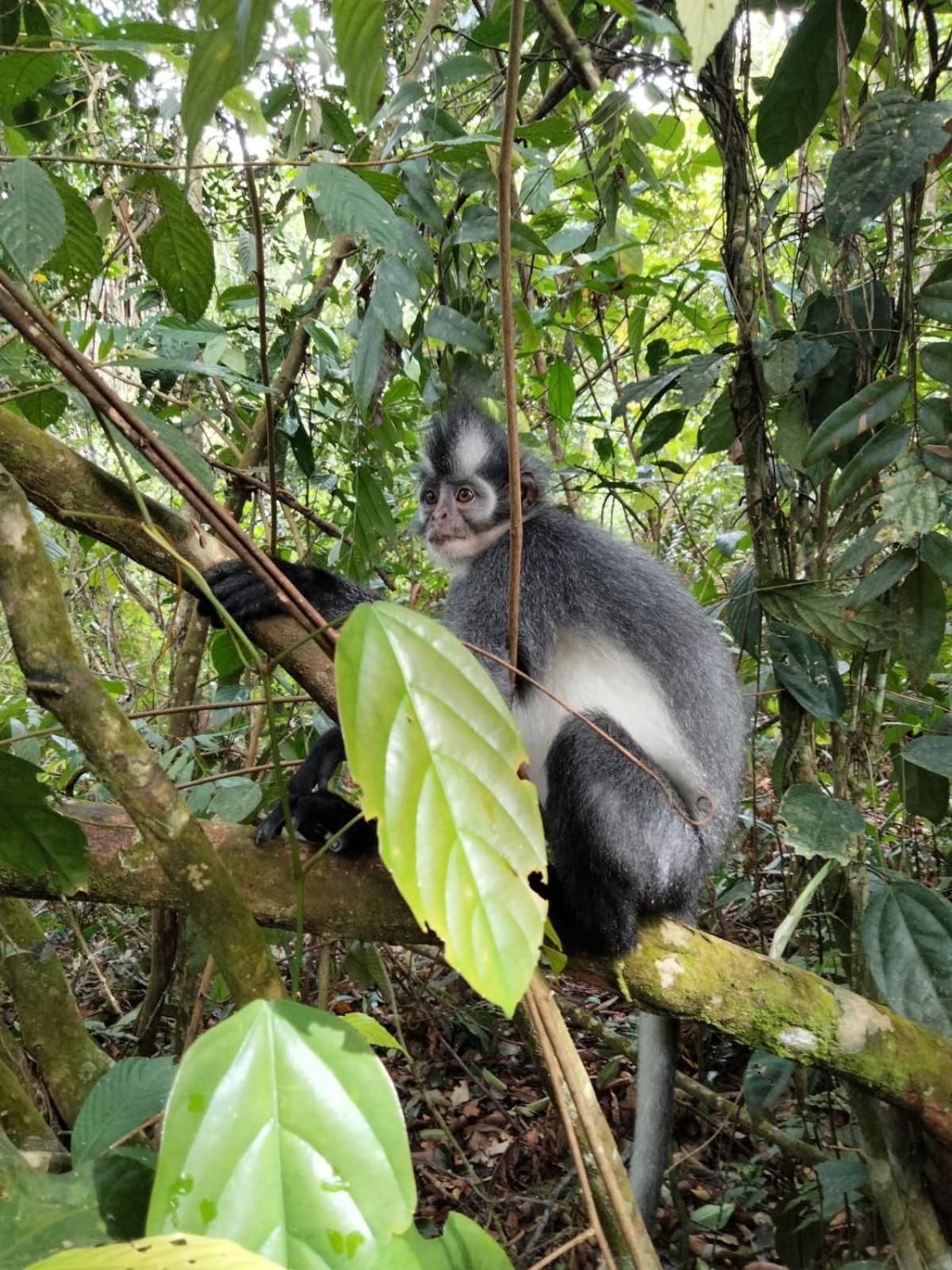 Asim Paris Guesthouse & Jungle Trekking Bukit Lawang Exterior foto
